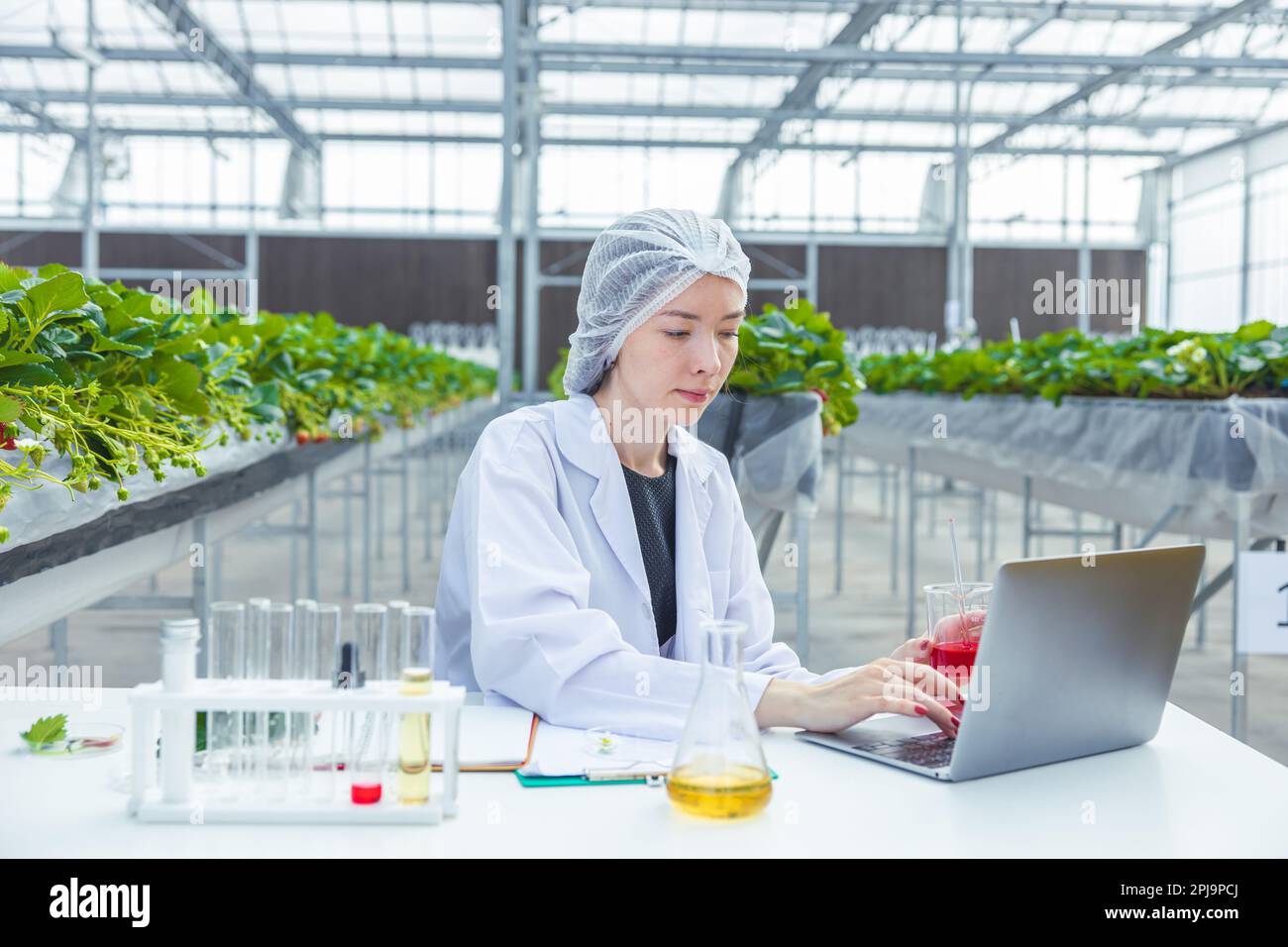 scientifique travaillant dans l'agriculture biologique recherche agricole nouvelle formule chimique extrait de la plante pour le concept médical. Banque D'Images