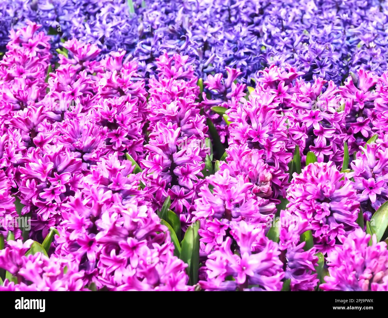 Champ avec des jacinthes en fleurs dans des couleurs vives Banque D'Images