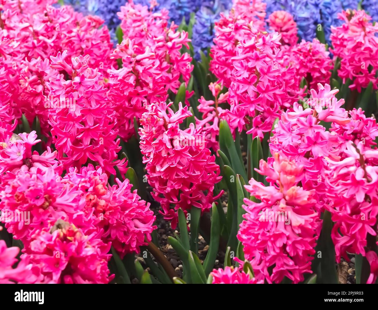 Champ avec des jacinthes en fleurs dans des couleurs vives Banque D'Images