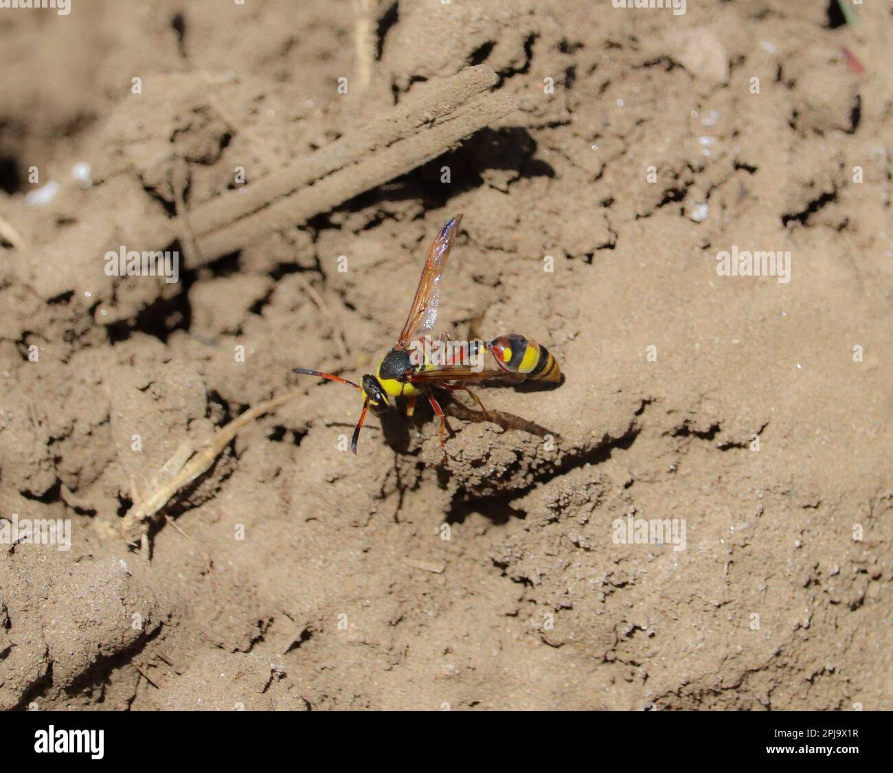 Grand insecte potier guêpe près d'Assouan, Egypte Banque D'Images
