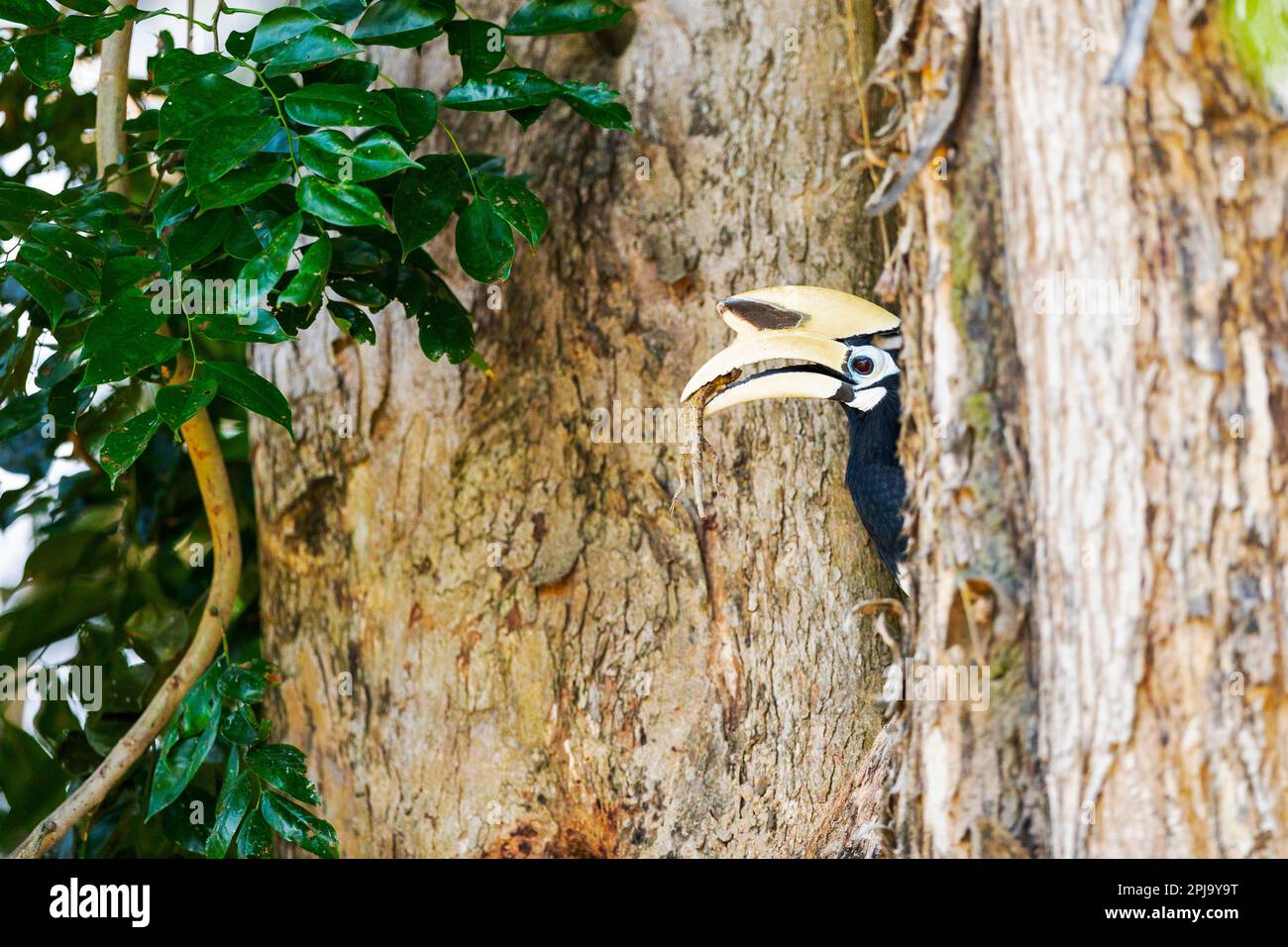 Le charme oriental mâle adulte apporte un lézard changeant pour inciter la femelle à construire un nid dans le trou d'un arbre Angsana, Singapour Banque D'Images