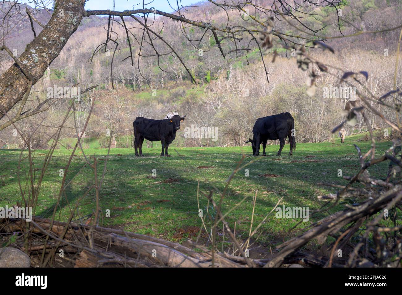 Vaches noires paissant dans le champ au coucher du soleil en Estrémadure dans la région montagneuse Banque D'Images