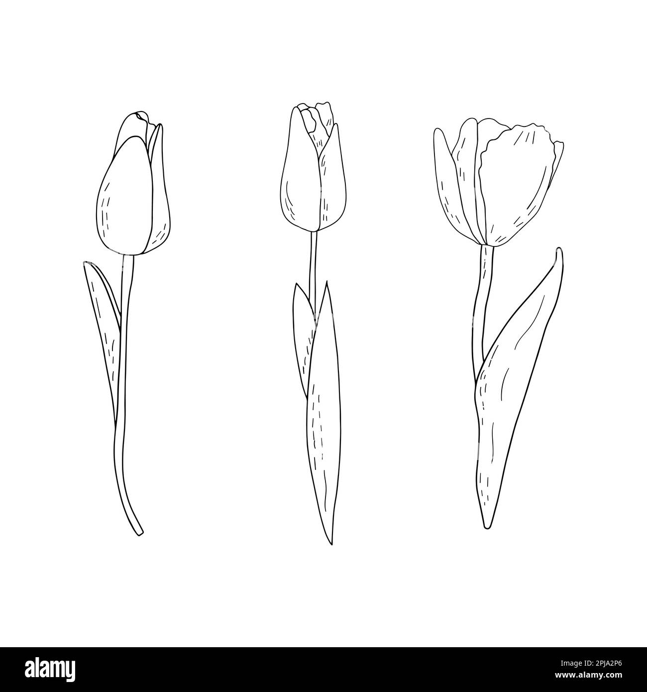 Ensemble vectoriel de tulipes de contour dessinées à la main avec ombrage Illustration de Vecteur