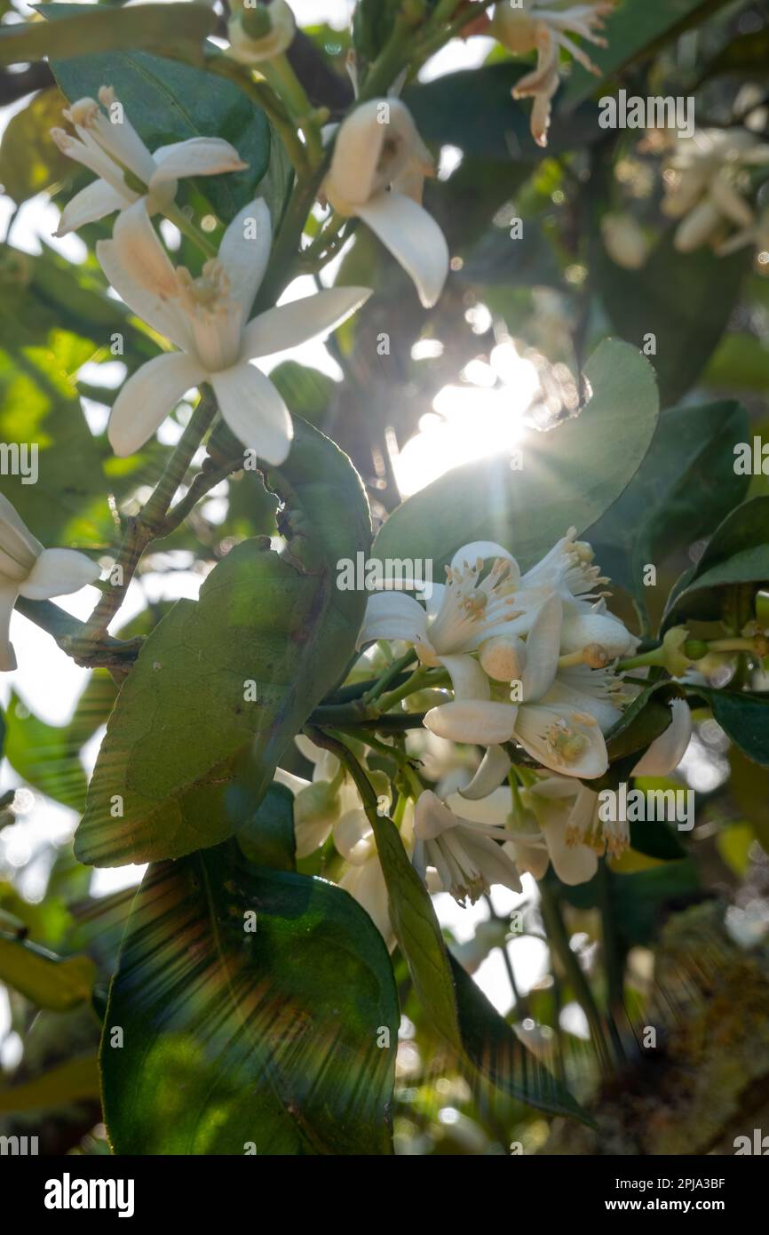 Les rayons du soleil passant par les branches d'un arbre orange en pleine floraison. Banque D'Images