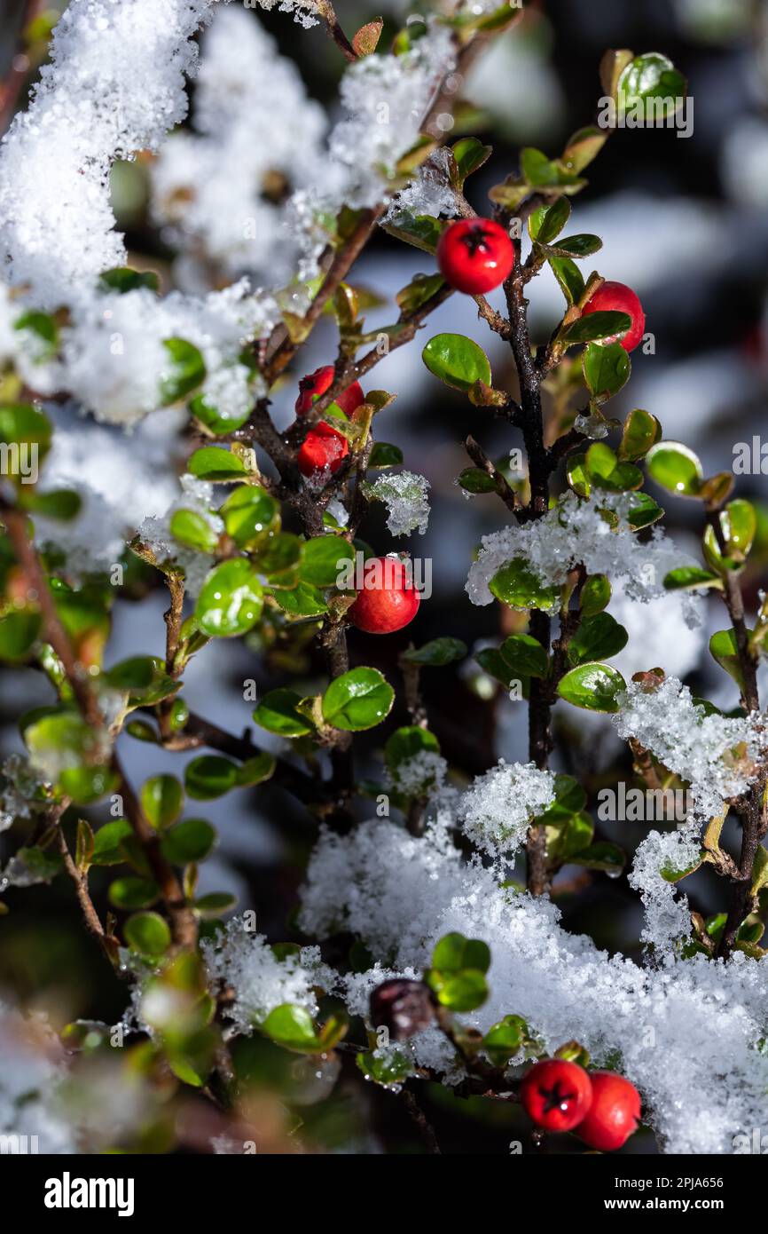 Baies rouges recouvertes de neige en hiver. La neige fondait au soleil du matin sur un Bush de pyracantha recouvert de baies rouges brillantes. Banque D'Images