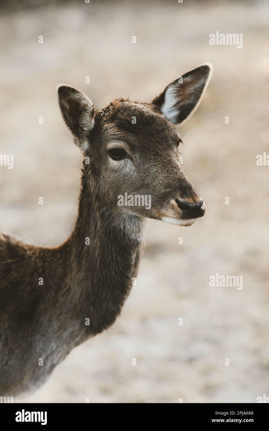 Portrait de cerf de Virginie, dama dama sauvage fauve. Faune animaux nature extérieur Banque D'Images