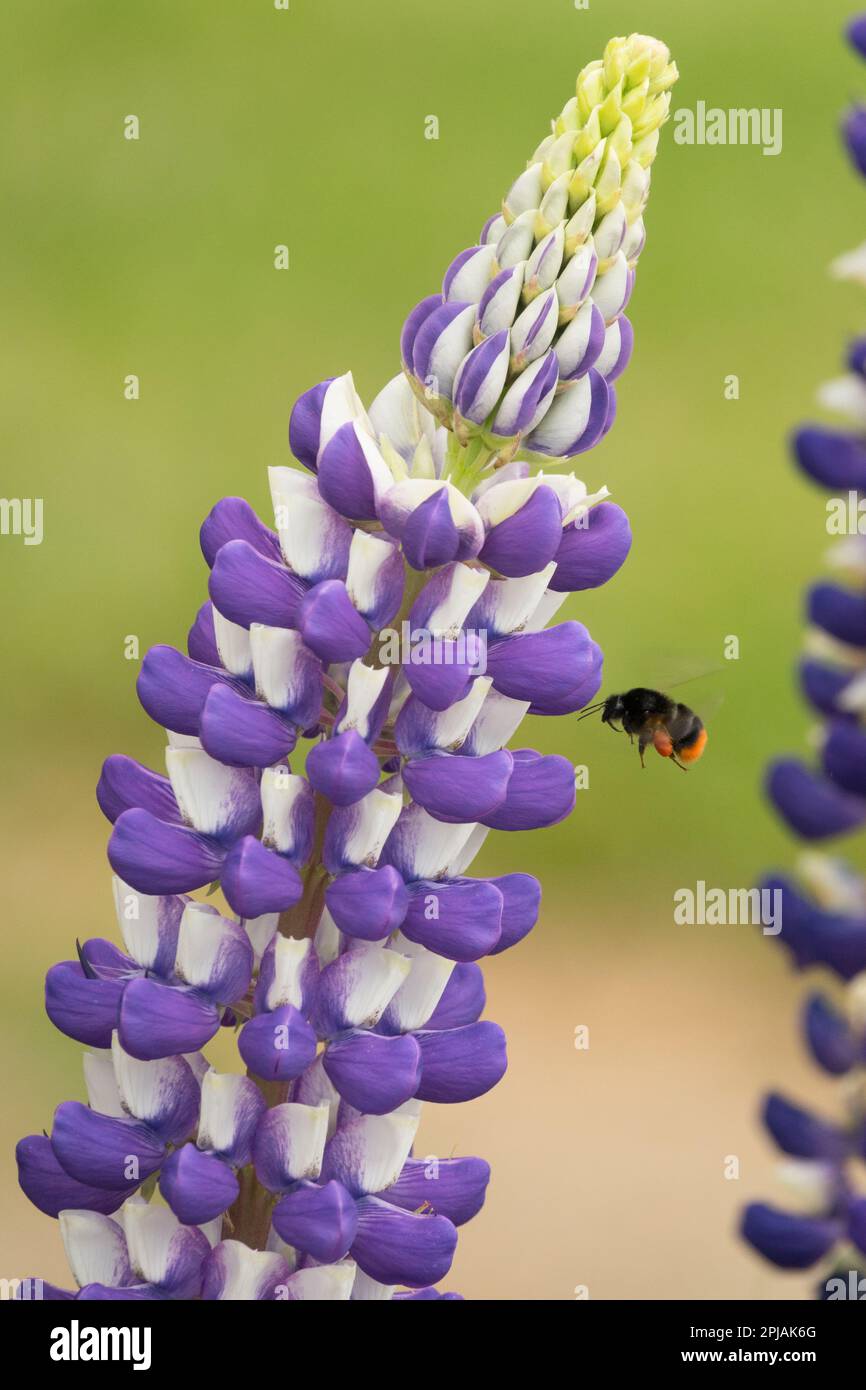 Bourdon à queue rouge, Bombus lapidarius, Flying to Flower, Garden Lupine, insecte sur mauvaise herbe Banque D'Images