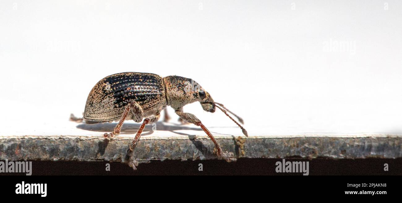 Rapprochez-vous du coléoptère Anthonomus Pomorum dans ce cliché macro détaillé sur fond blanc Uni. Parfait pour les ma scientifiques ou éducatifs Banque D'Images