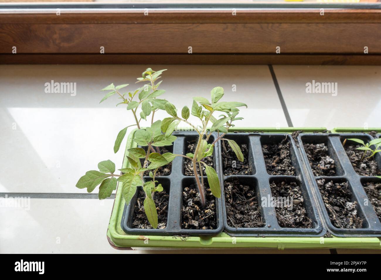 Semis en intérieur poussant dans un petit plateau de semis avec des jeunes plants de tomates Banque D'Images