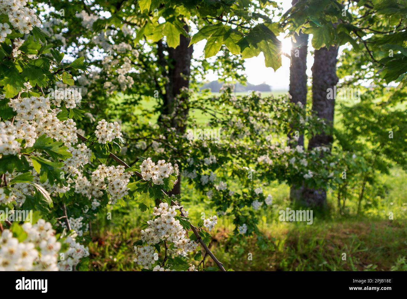 Un Bush de fleurs blanches avec des centres jaunes et des pétales blancs. Banque D'Images