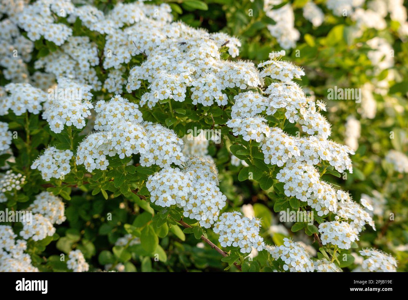 Un Bush de fleurs blanches avec des centres jaunes et des pétales blancs. Banque D'Images