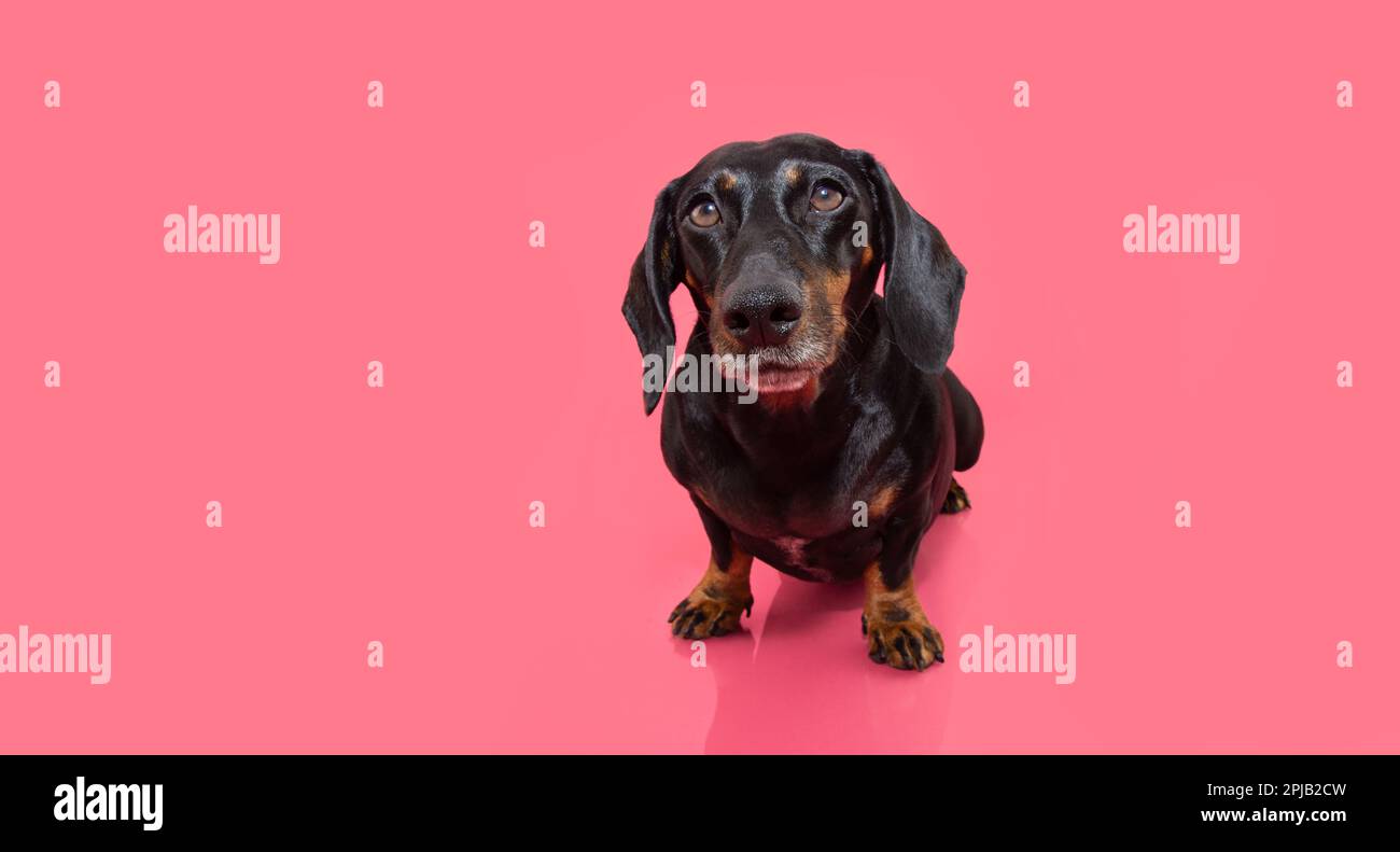 Banner attentif dachshund chiot chien assis et regardant l'appareil photo. Isolé sur fond rose Banque D'Images