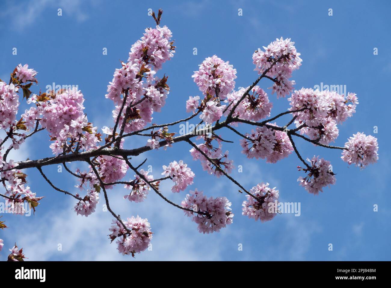 Sargent Cherry, Prunus sargentii, Blossoms sur les branches Banque D'Images