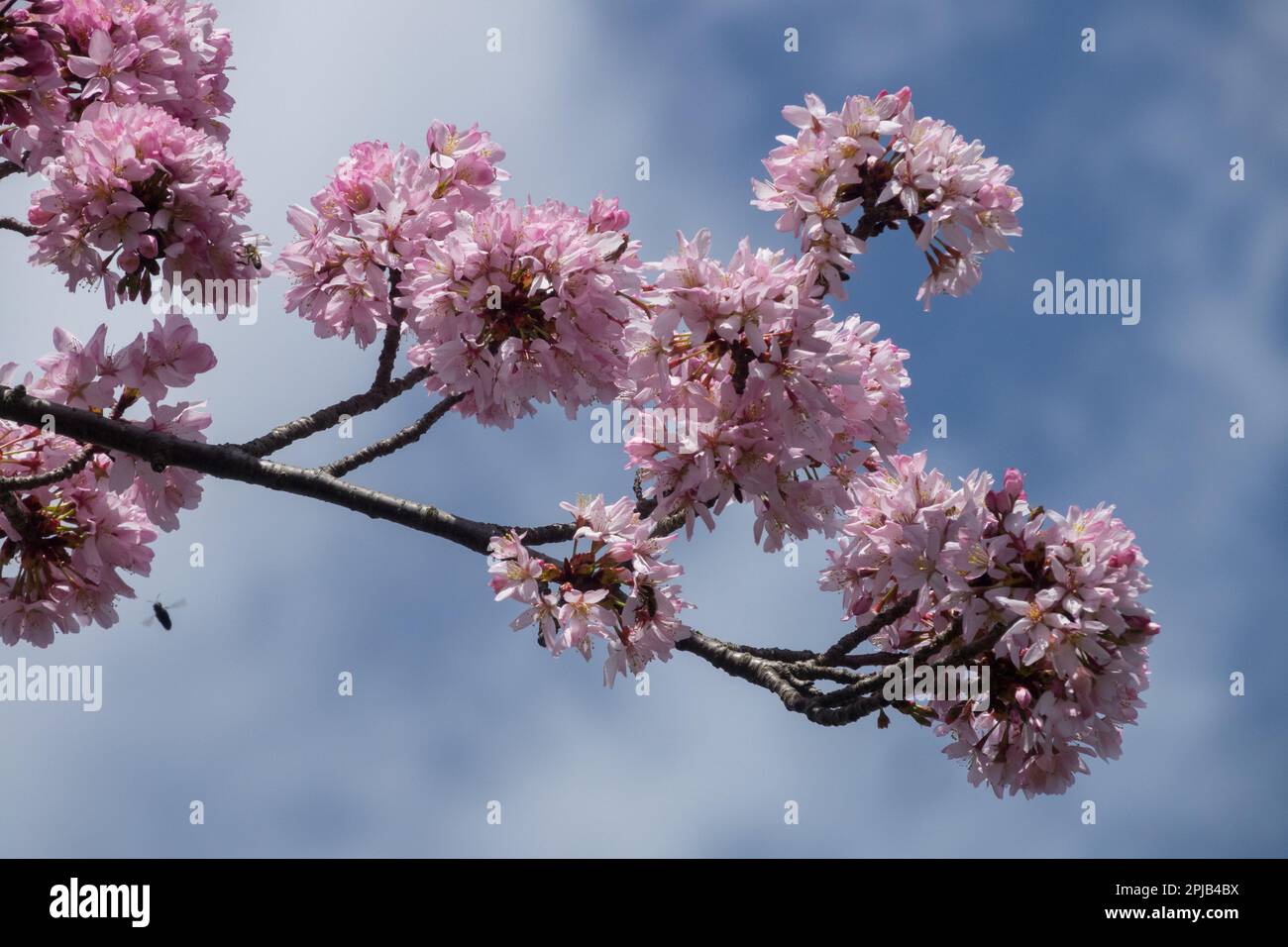 Rose, Blooms, branche, Prunus sargentii, fleurs, Cerise Sargent Banque D'Images