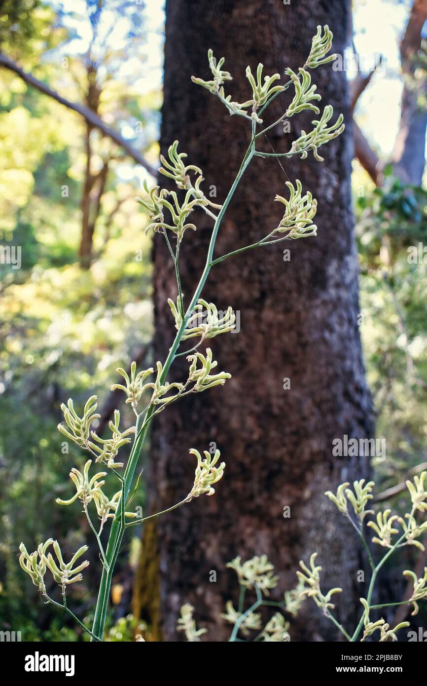 Pattes de kangourou (Anigozanthos) dans une forêt du sud-ouest de l'Australie occidentale Banque D'Images