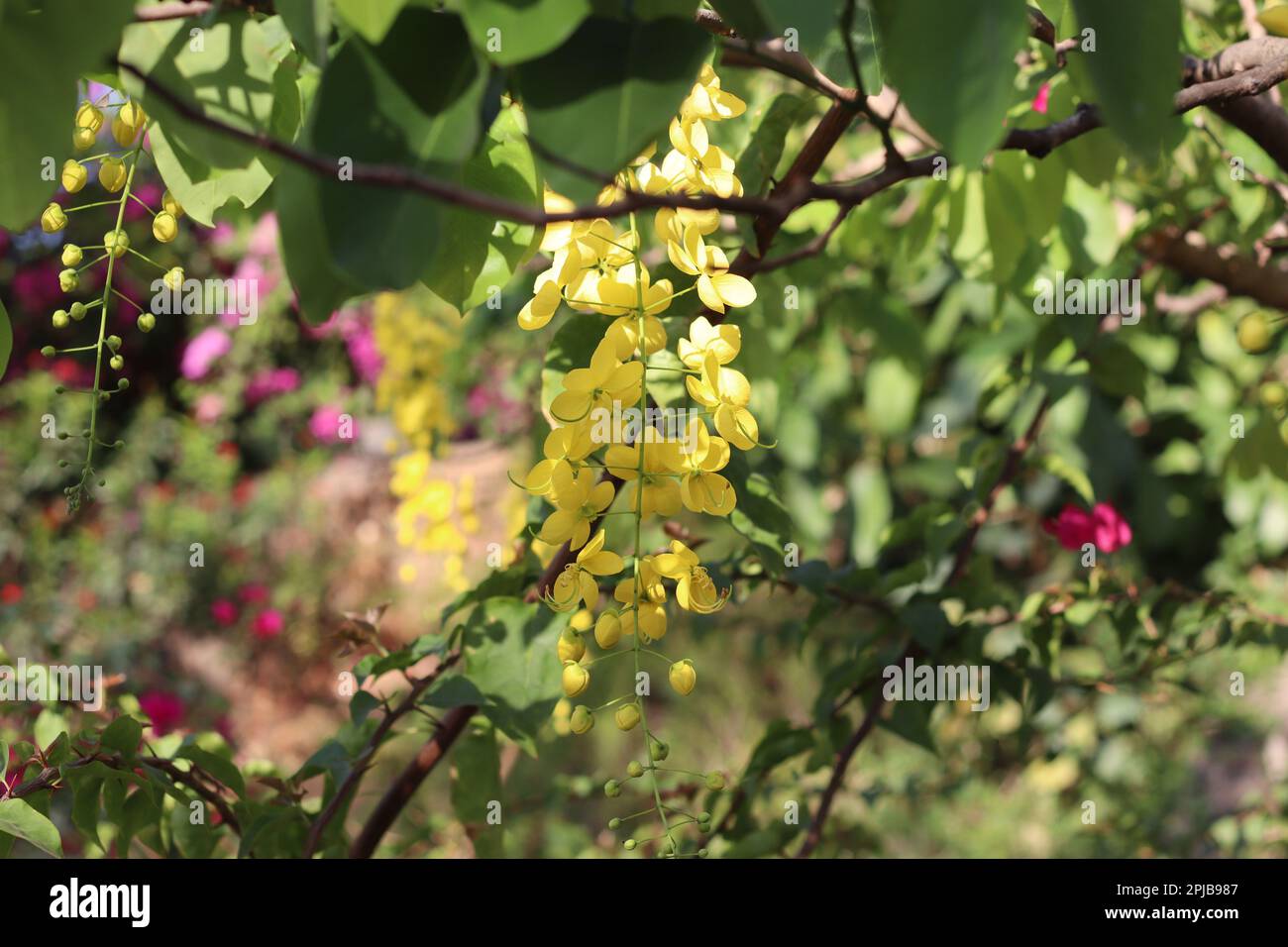 Arbre de douche doré fleuri ou Kanikonna en Malayalam. Les fleurs sont d'une importance rituelle dans le festival Vishu et c'est la fleur d'état. C'est mal Banque D'Images