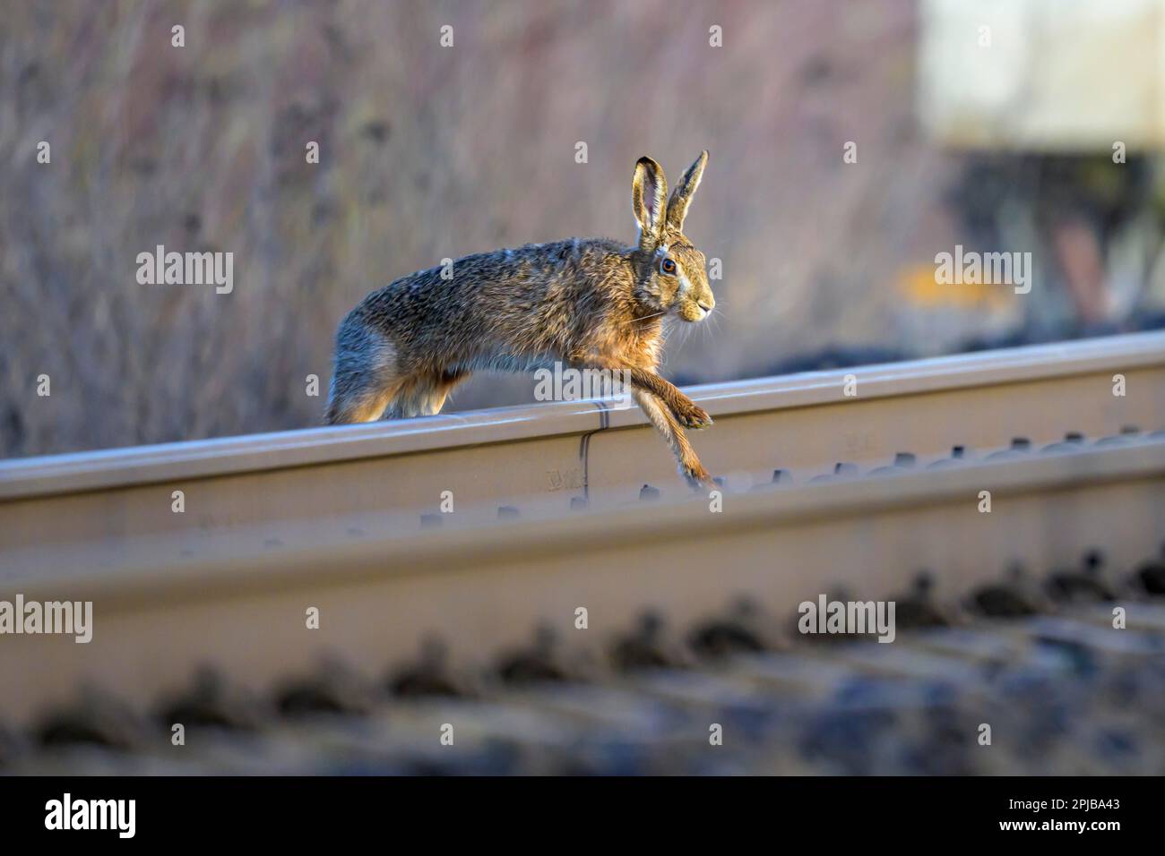 Lièvre européen (Lepus europaeus) traversant des voies ferrées, Grifte, Hesse, Allemagne Banque D'Images