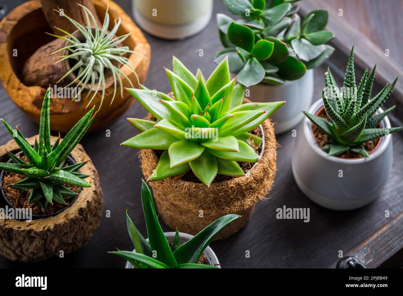 Collection de plantes succulentes pour la décoration maison. Jardinage idée pour la pierre garten Banque D'Images