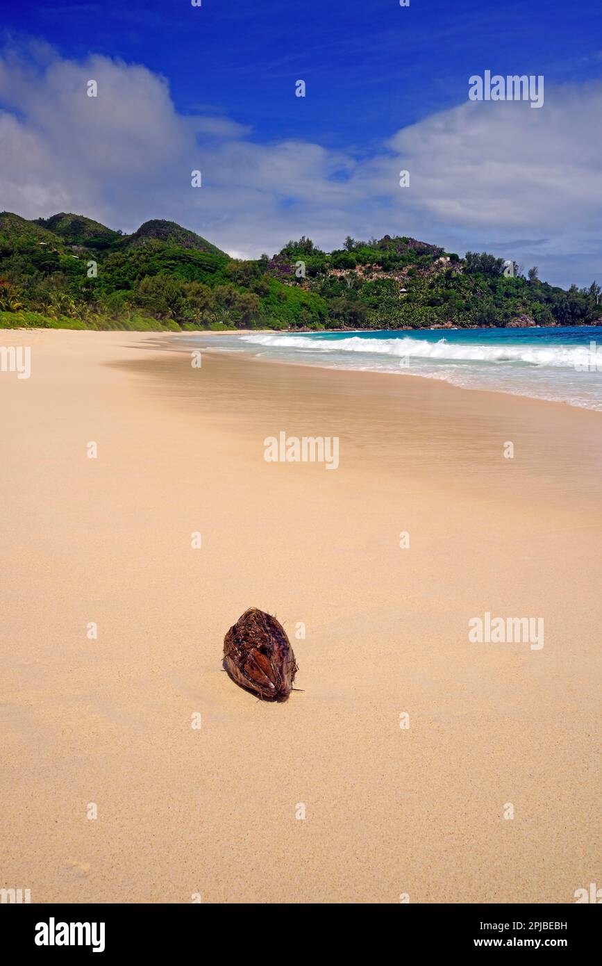 Coconut sur la plage de rêve d'un kilomètre de long Anse Intendance, île de Mahé, Seychelles Banque D'Images