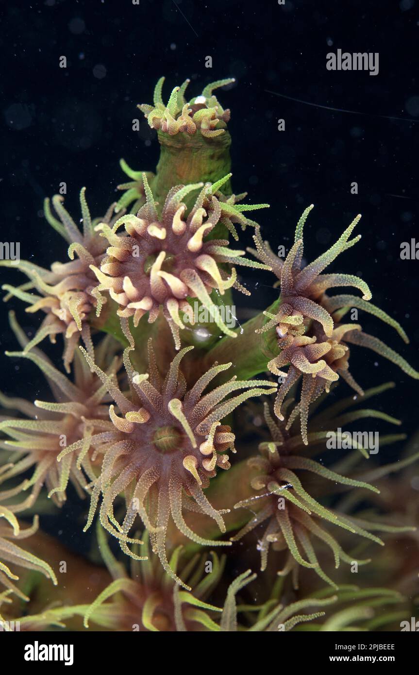 Tube vert corail (Tubastrea micrantha), autres animaux, coraux, cnidaires, animaux, Corail (Tubastrea micrantha) gros plan de polypes, étendu à Banque D'Images