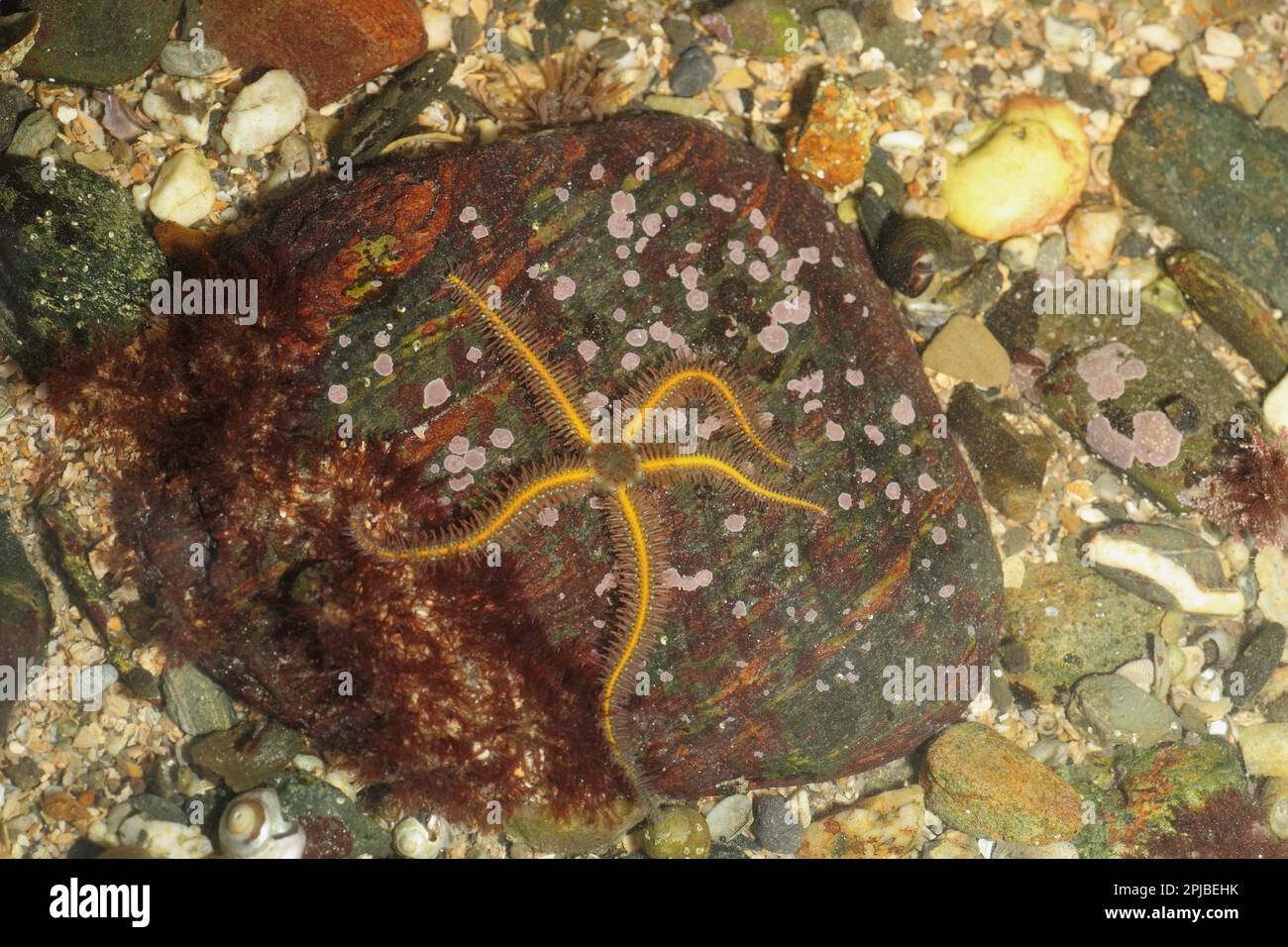 Brittlestar fragile, brittlestar fragile, autres animaux, échinodermes, animaux, Brittlestar commun (Ophiothrix fragilis) adulte, à rockpool bas Banque D'Images