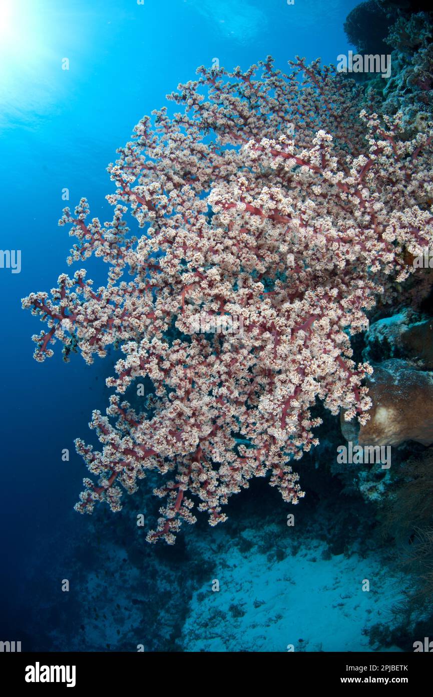 Corail mou, corail à fleurs de cerisier (Siphonogorgia godeffroyi), autres animaux, coraux, cnidaires, animaux, Île Soft Coral Nyata, îles Barat Daya Banque D'Images
