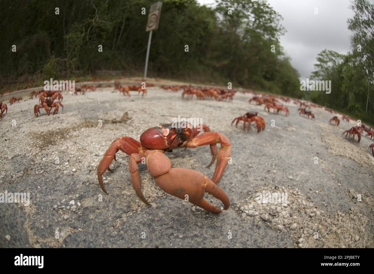 Crabe rouge de l'île de Noël (Gecarcoidea natalis), crabe de l'île de Noël, crabe des terres, autres animaux, crabes, Crustacés, animaux, Christma, crabe rouge Banque D'Images