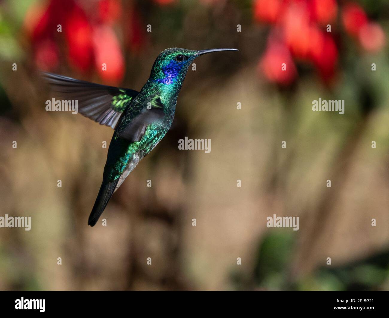 Moins d'épis de violet en vol dans la forêt nuageuse, Savegre, Costa Rica Banque D'Images