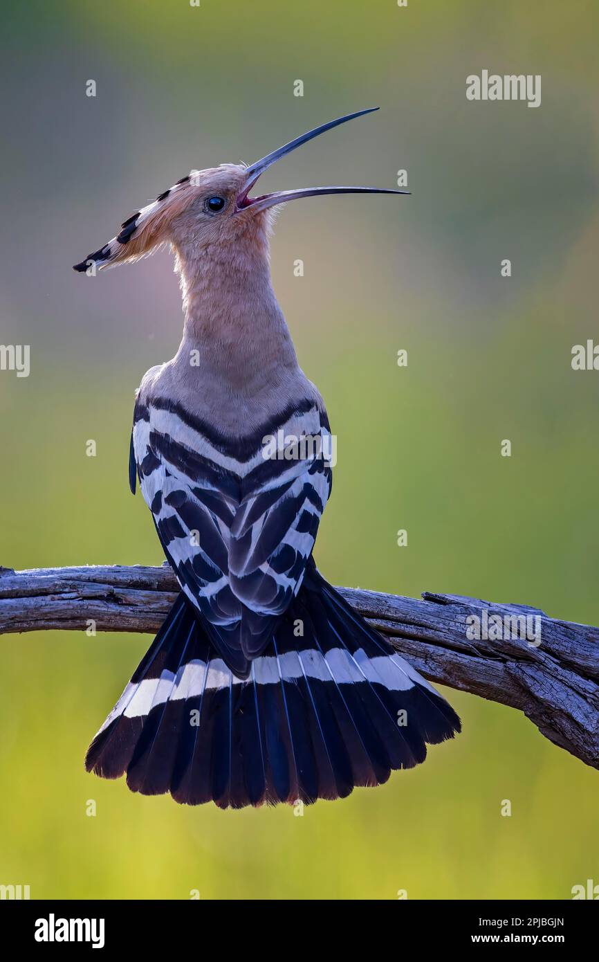 Hoopoe (Upupa epops), homme accouplement, oiseau de l'année 2022, appelant, au trou de reproduction, lever du soleil, Réserve de biosphère de l'Elbe moyen, Saxe-Anhalt, Allemagne Banque D'Images