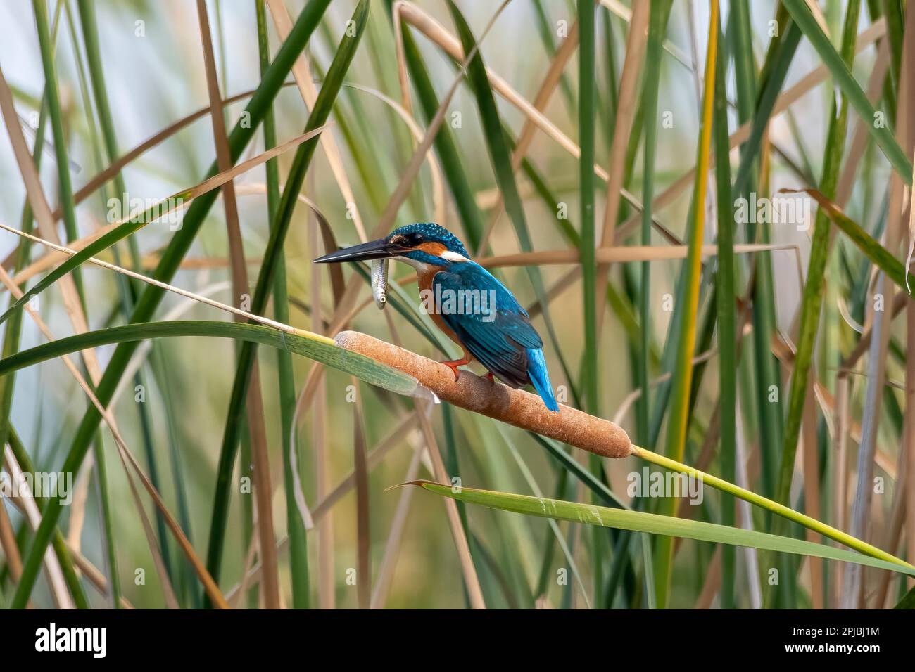 kingfisher commun (Alcedo atthis), également connu sous le nom de kingfisher eurasien et de rivière kingfisher, avec prises de poissons près de Nalsarovar dans le Gujarat, Inde Banque D'Images