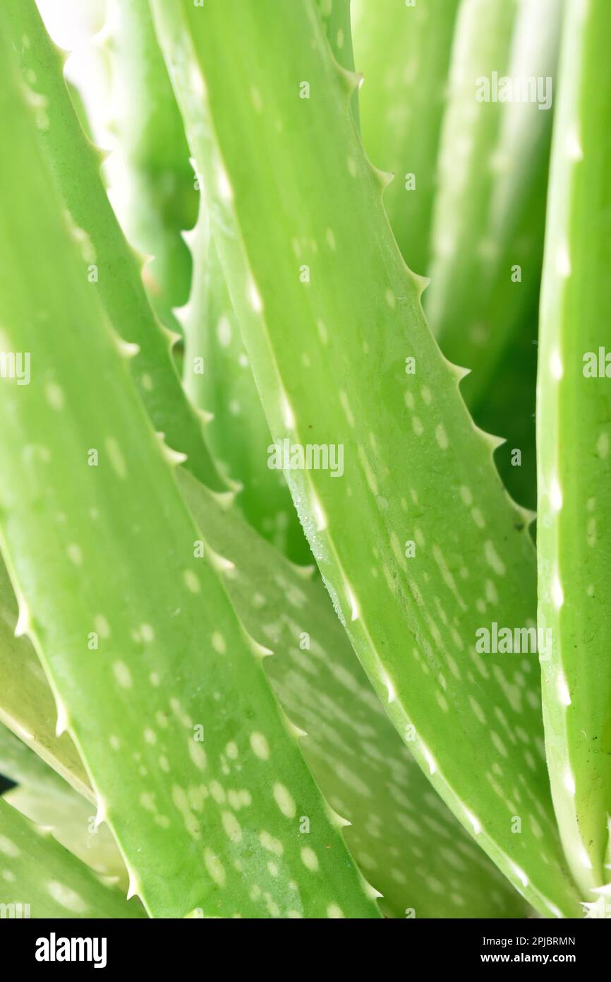 Gros plan de tige d'aloe vera Photo Stock - Alamy