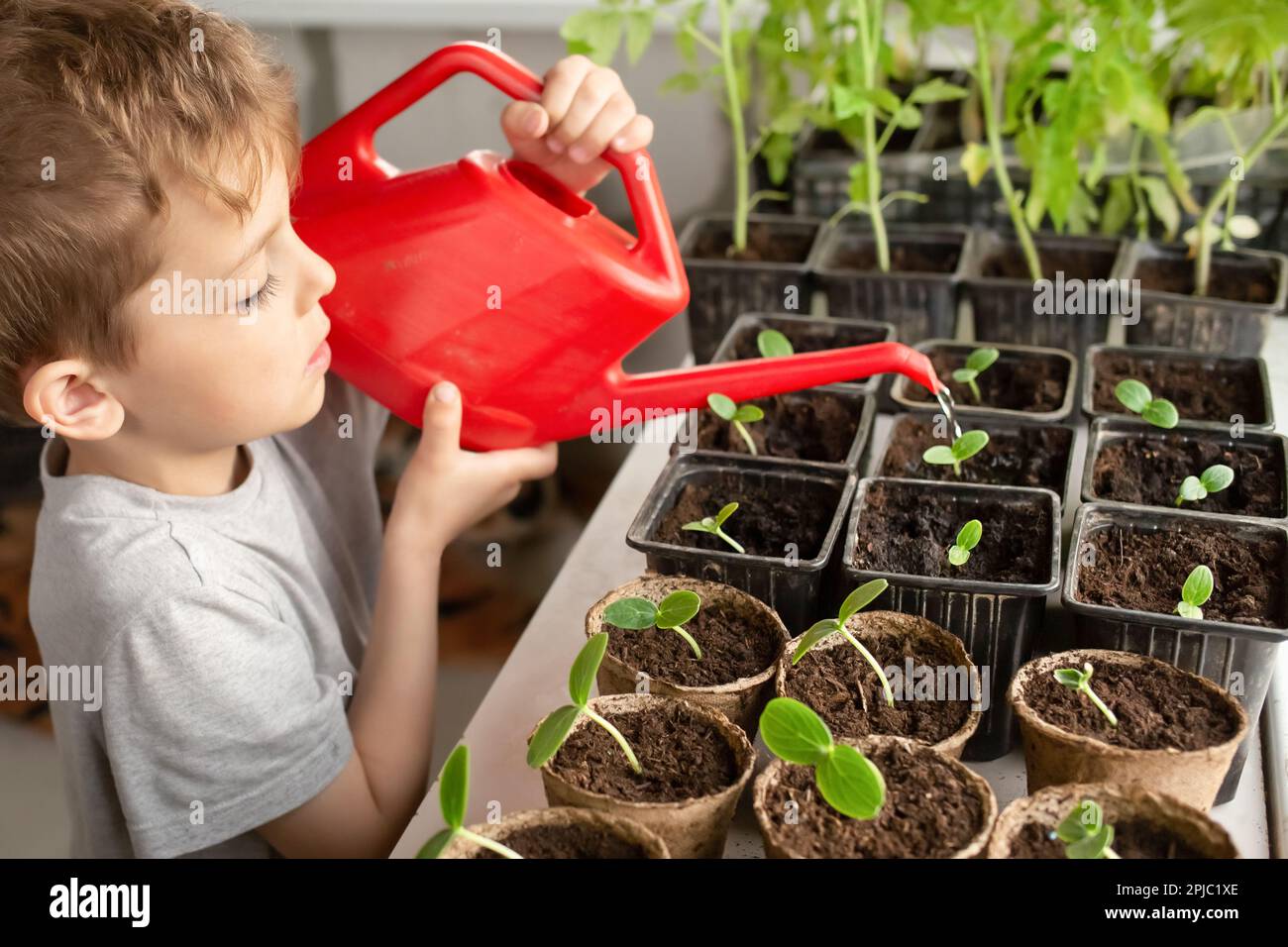 adorable garçon arrosoir des plantes à la maison à partir d'un arrosoir  rouge sur le rebord de la fenêtre. concept d'apprentissage et de soins.  Semis sains, jardinage de loisir Photo Stock -