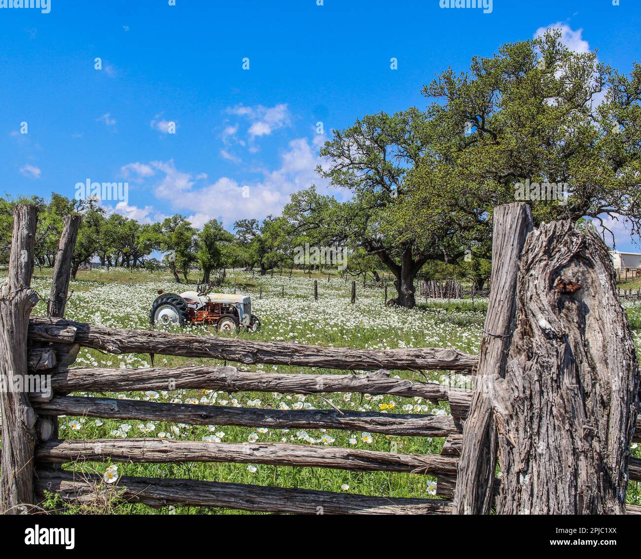 Tracteur derrière une clôture dans un champ de Poppies rickly du Texas Banque D'Images
