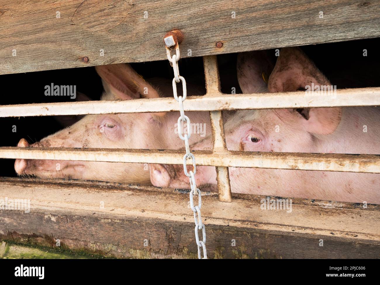 Bickmarsh, Alcester, Warwickshire, Royaume-Uni. 1st avril 2023. Le projet de justice animale a organisé une manifestation à Bickmarsh Hall Farm. Une enquête sous couvert par le projet de justice animale a photographié et rapporté des conditions épouvantables à la méga ferme de Warwickshire, même si la ferme avait l'assurance de Red Tractor. La manifestation était de mettre en lumière les conditions cruelles et épouvantables des porcs à la ferme. Les cochons 'show' sont différents de ceux trouvés par l'enquête sur la périphérie accessible de Bickmarsh Hall Farm. Crédit : Stephen Bell/Alay Live News Banque D'Images