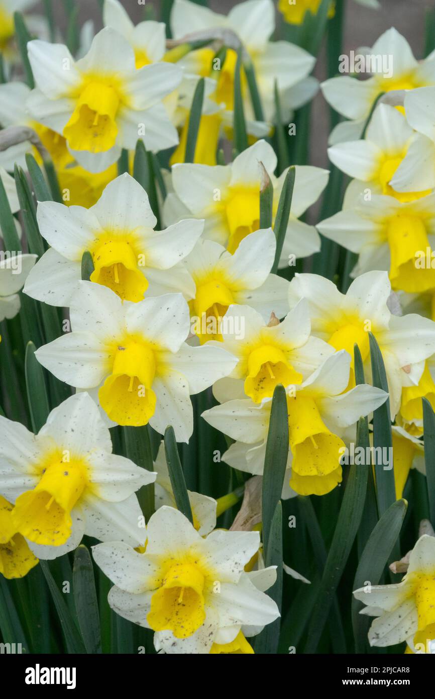 Jonquilla Daffodil, Narcissus 'Golden Echo', printemps, jardin, plante, Jaune blanc, jonquilles Banque D'Images