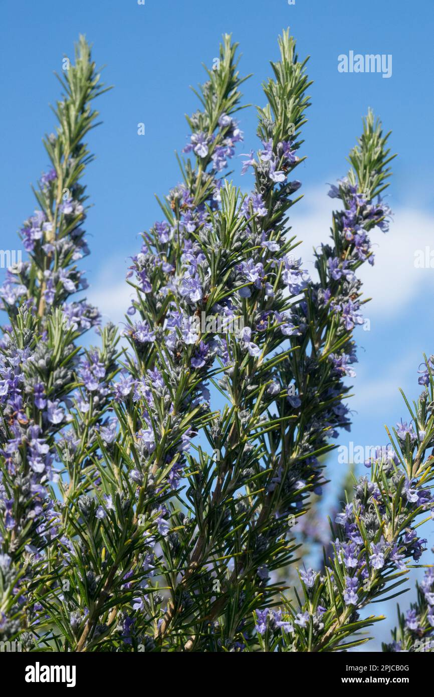 Romarin, plante, Rosmarinus officinalis, floraison, herbe, Jardin, Salvia rosmarinus Banque D'Images