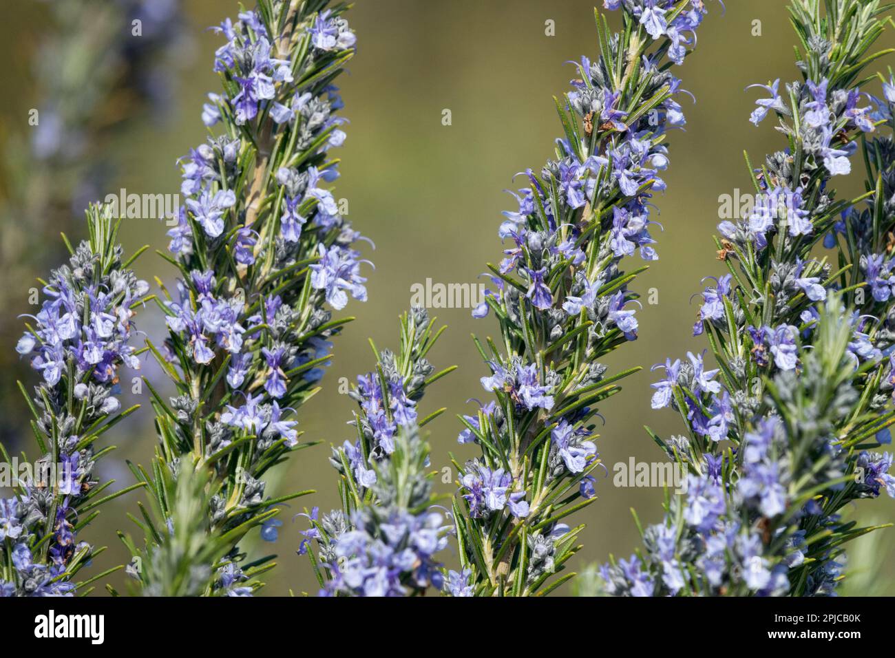Rosmarinus officinalis, plante de romarin, fleurs fleurs florissantes floraison en fleurs Banque D'Images