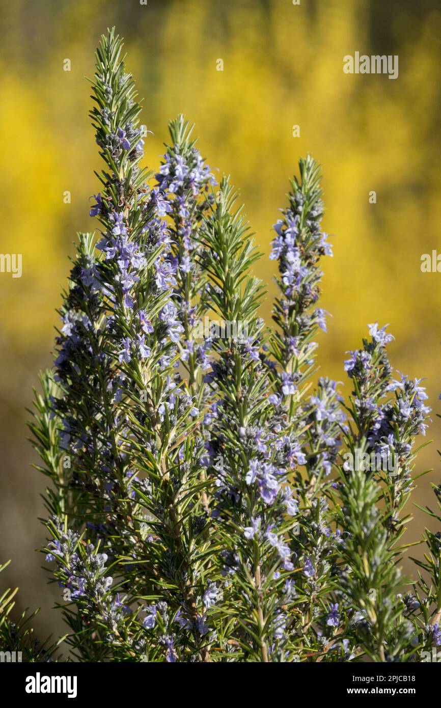 Pointes de l'usine de romarin, Rosmarinus officinalis dans le jardin en croissance Banque D'Images
