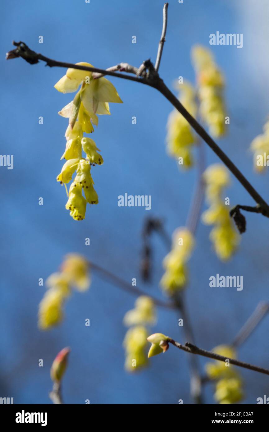 Corylopsis sinensis 'pourpre' floraison, arbuste Banque D'Images