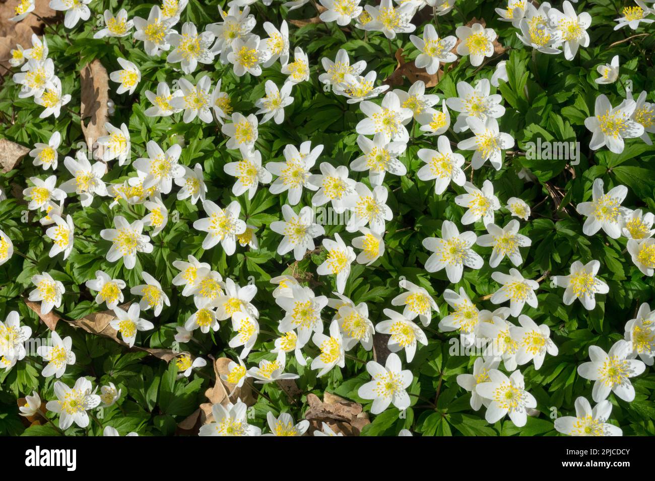 Anemone ranunculoides 'Prinz Eugen' Banque D'Images