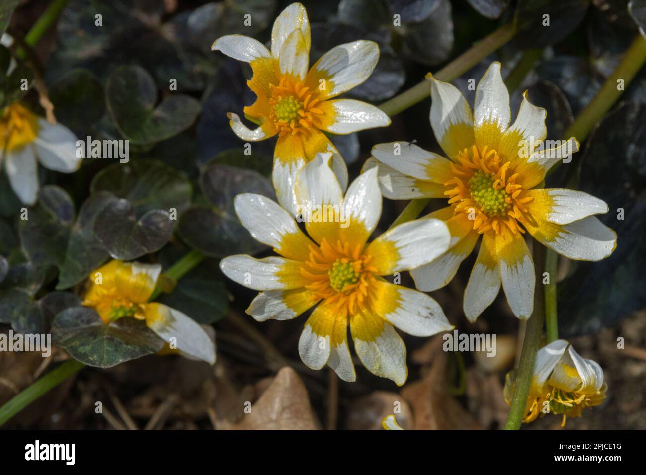 FICAria verna, Ficaria 'Coppernob', Ranunculus ficaria, plante forestière, Orange, Blanc, fleur Banque D'Images