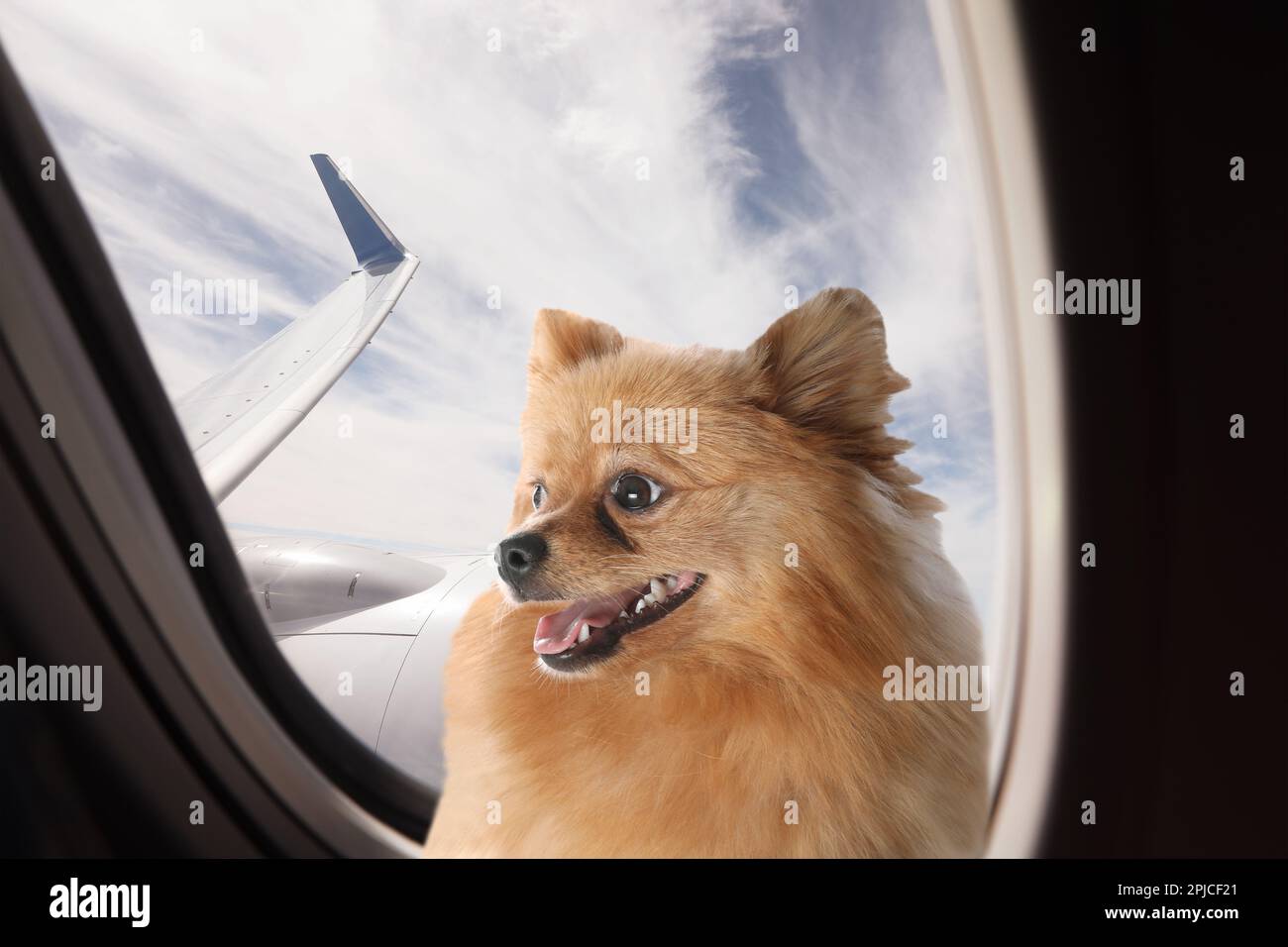 Voyager avec un animal de compagnie. Joli petit chien moelleux près de la fenêtre dans l'avion Banque D'Images