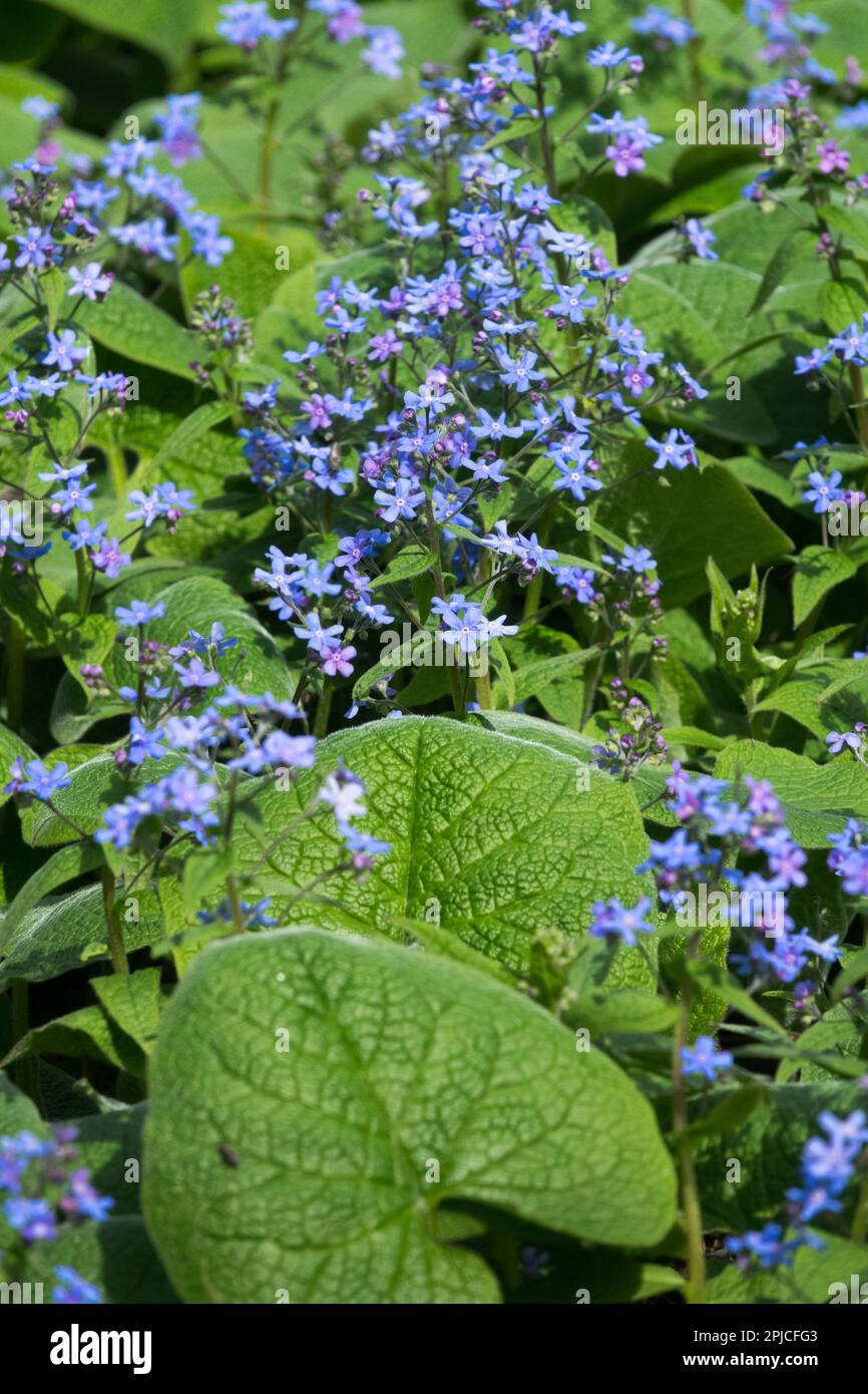 Jardin bleu, fleurs, Brunnera macrophylla, vivace, floraison, Herbacé, plantes Banque D'Images