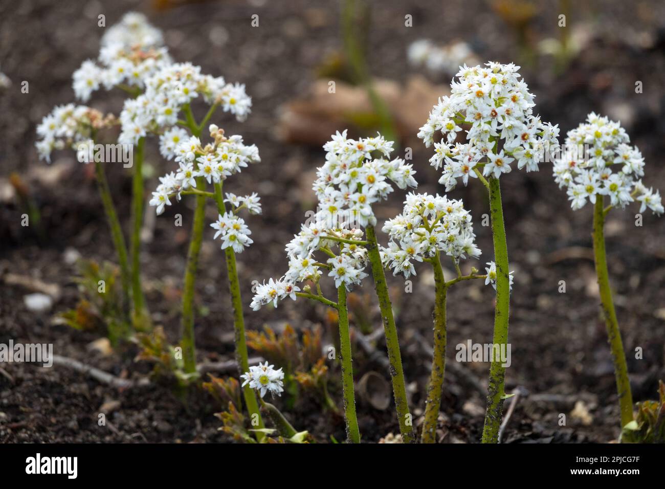 Mukdenia, plante, Mukdenia rossii, floraison, Aceriphyllum, fleurs, Woodland, fleurs nouvelles pousses fleurs sauvages Woodland Banque D'Images