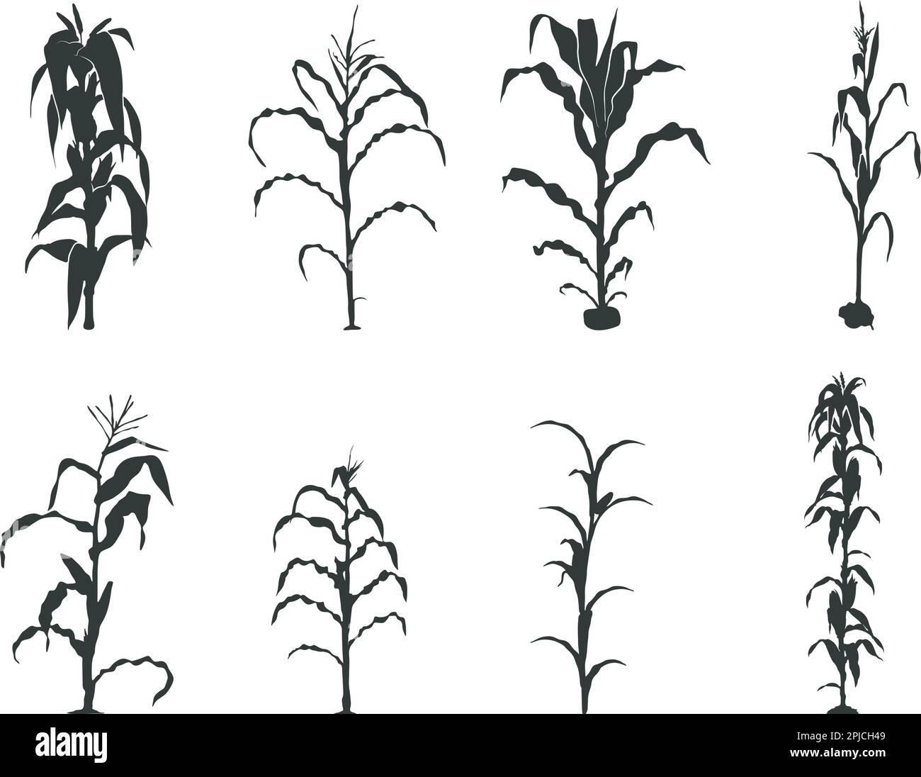 Silhouette de tige de maïs, arbre de maïs svg, SVG de maïs, vecteur de tige de maïs. Illustration de Vecteur