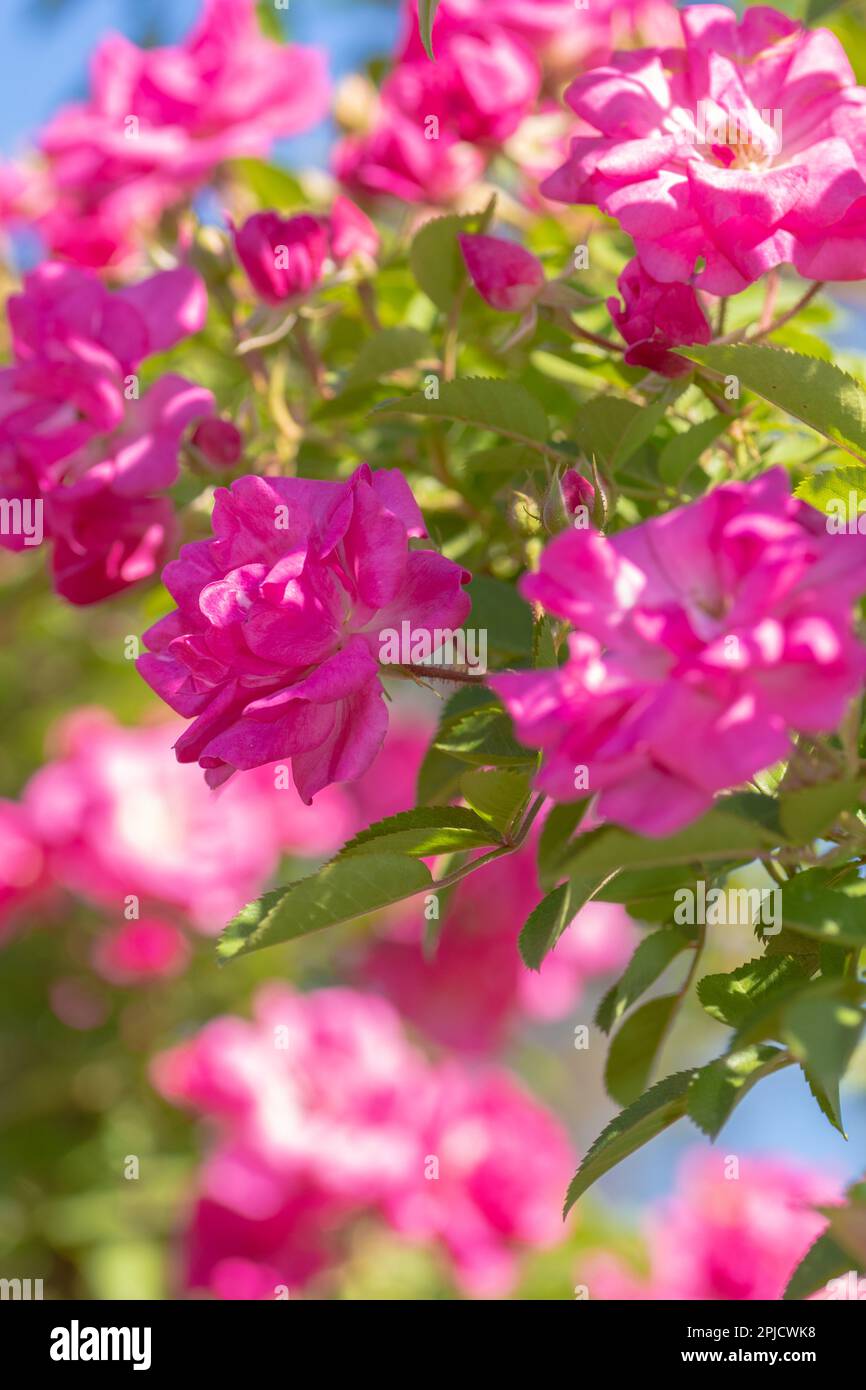 Un rosier rose vif qui grandit dans un treillis dans le jardin. Banque D'Images