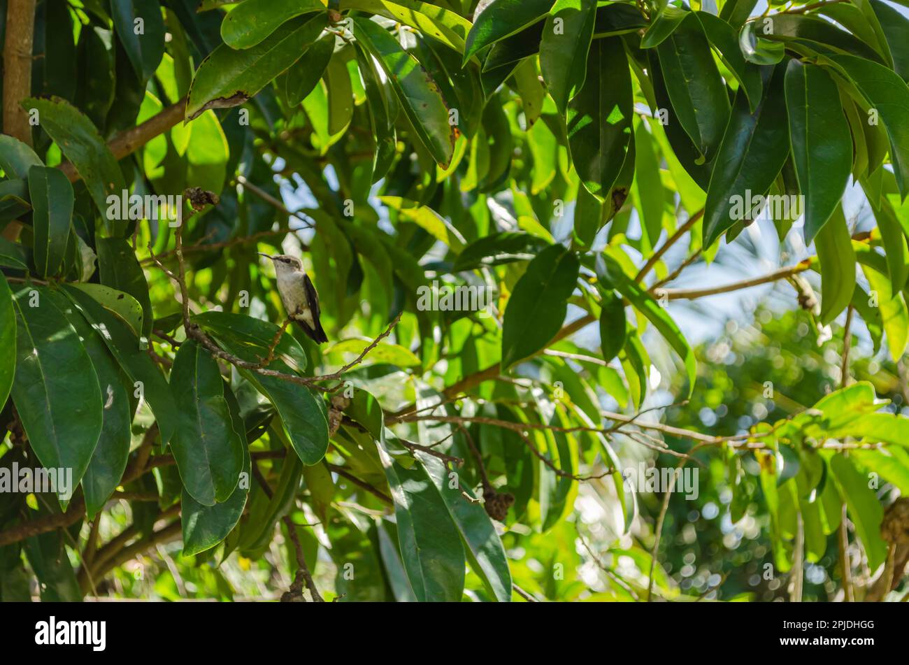 White-bellied Emerald Colibri Au Sades Banque D'Images