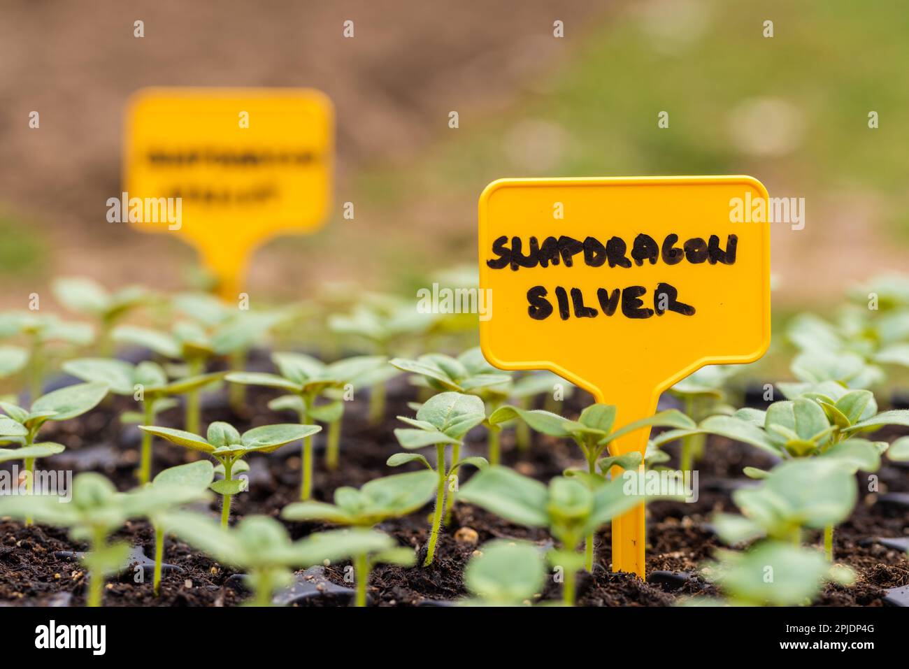 Les jeunes plantules de Snapdragon fleurissent dans leur plateau de propagation Couper fleur jardin bricolage. Plantules. Banque D'Images