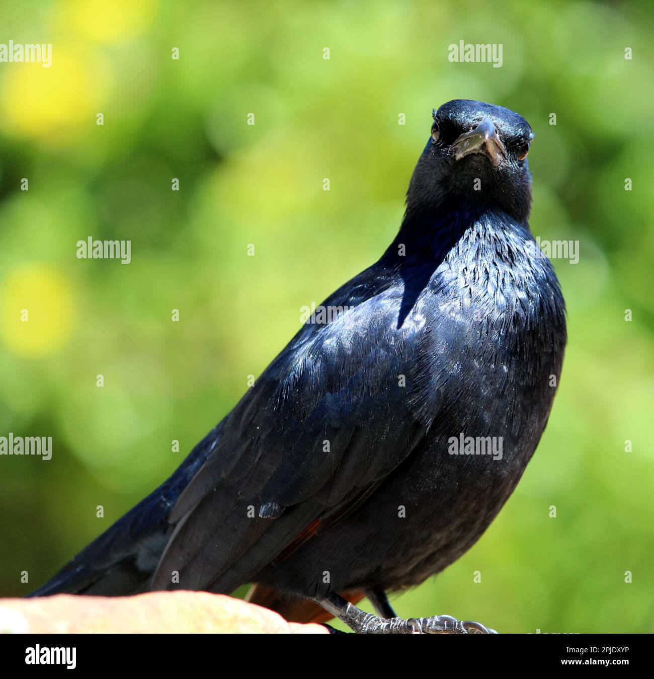 L'étoile à aigrissement rouge mâle (Onychognathus morio) a principalement un plumage noir : (pix Sanjiv Shukla) Banque D'Images