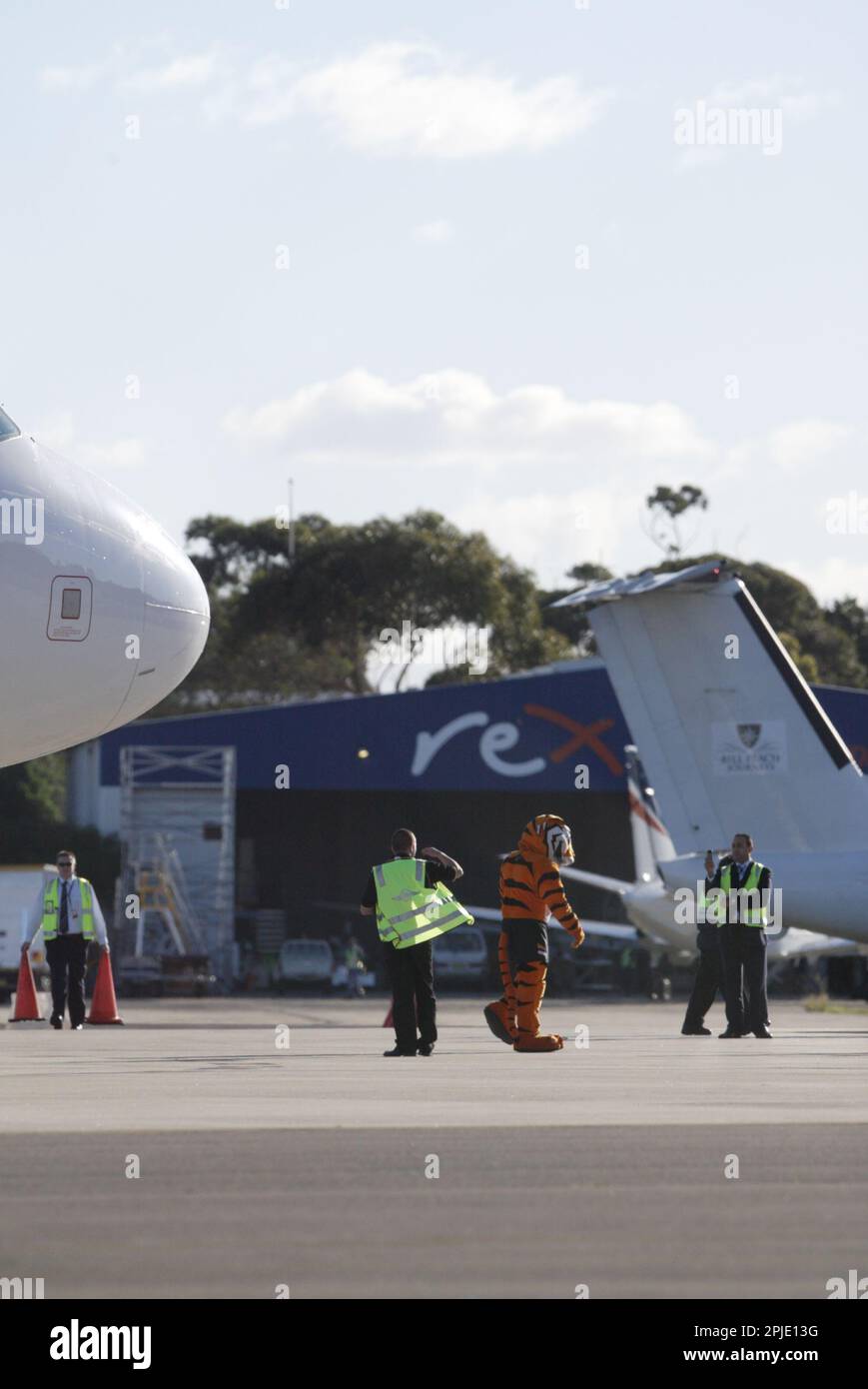 Le vol inaugural de Tiger Airways, le budget filiale de Singapore Airlines, dans l'aéroport de Sydney. L'arrivée et aire de conférence de presse a été également assisté par des joueurs de l'équipe de rugby de Wests Tigers LNR. Sydney, Australie. 02.07.09. Banque D'Images